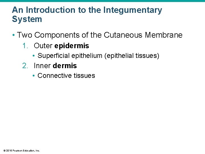 An Introduction to the Integumentary System • Two Components of the Cutaneous Membrane 1.