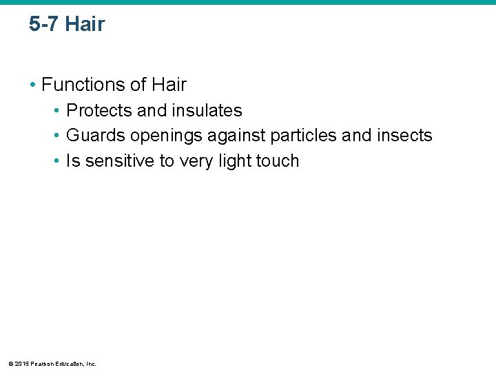 5 -7 Hair • Functions of Hair • Protects and insulates • Guards openings