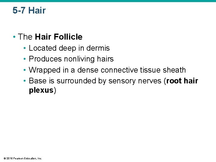 5 -7 Hair • The Hair Follicle • • Located deep in dermis Produces