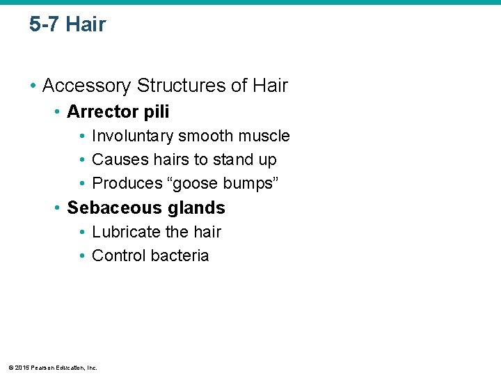5 -7 Hair • Accessory Structures of Hair • Arrector pili • Involuntary smooth