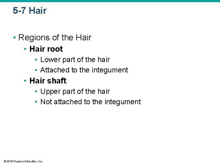 5 -7 Hair • Regions of the Hair • Hair root • Lower part