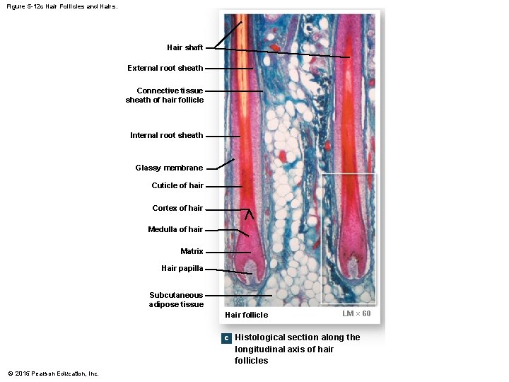 Figure 5 -12 c Hair Follicles and Hairs. Hair shaft External root sheath Connective