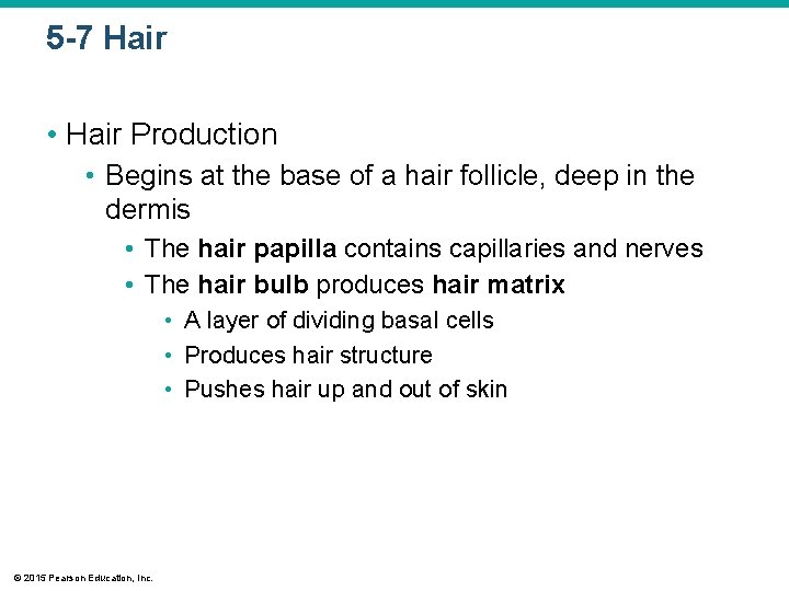 5 -7 Hair • Hair Production • Begins at the base of a hair