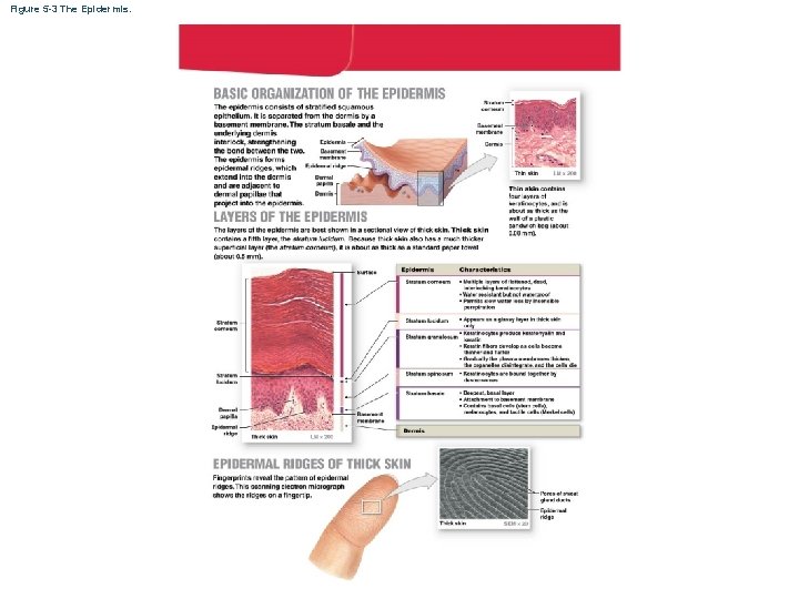 Figure 5 -3 The Epidermis. 