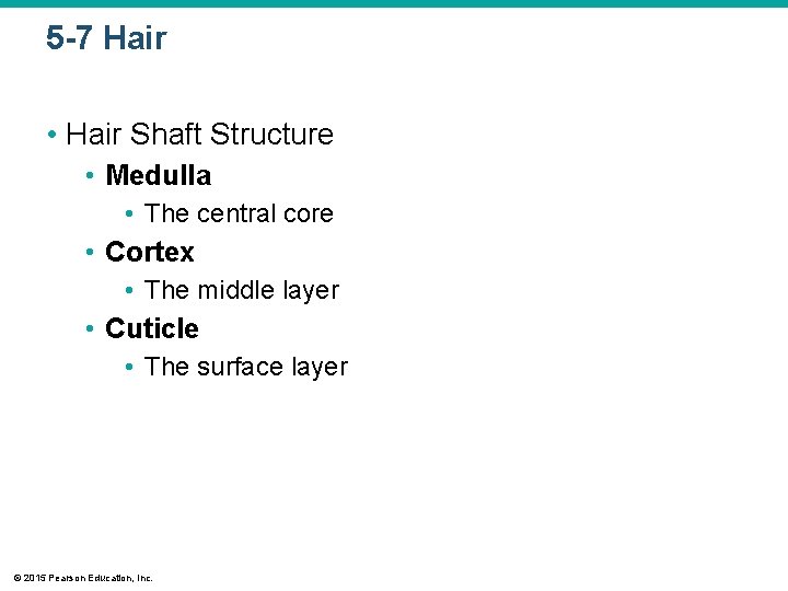 5 -7 Hair • Hair Shaft Structure • Medulla • The central core •