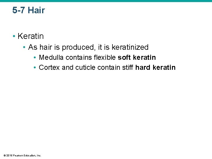 5 -7 Hair • Keratin • As hair is produced, it is keratinized •