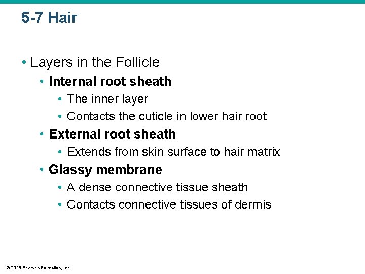 5 -7 Hair • Layers in the Follicle • Internal root sheath • The
