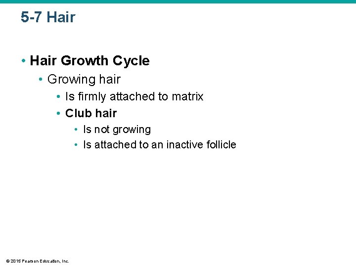 5 -7 Hair • Hair Growth Cycle • Growing hair • Is firmly attached