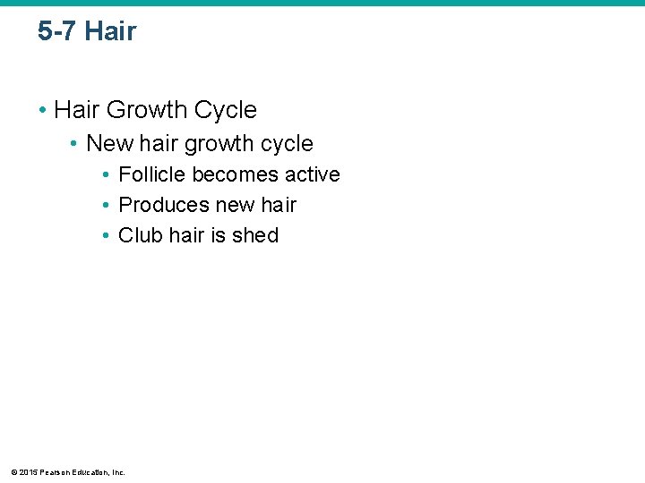 5 -7 Hair • Hair Growth Cycle • New hair growth cycle • Follicle