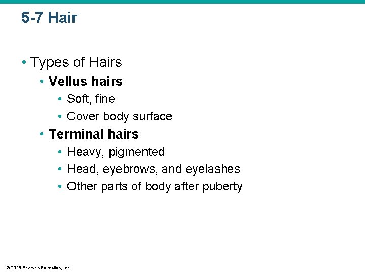 5 -7 Hair • Types of Hairs • Vellus hairs • Soft, fine •