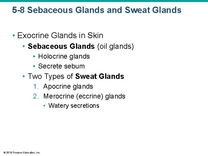 5 -8 Sebaceous Glands and Sweat Glands • Exocrine Glands in Skin • Sebaceous
