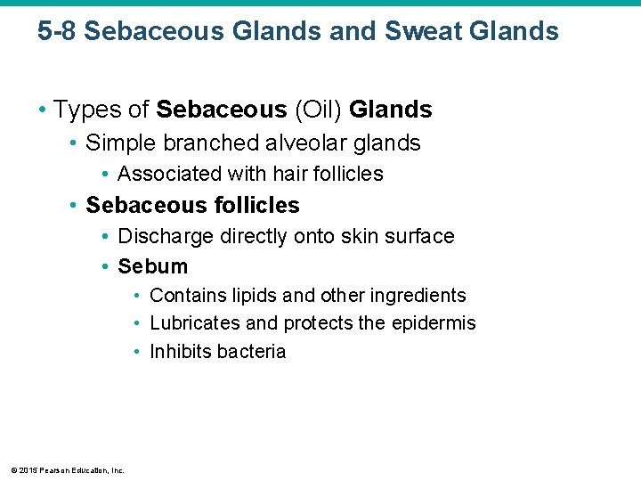 5 -8 Sebaceous Glands and Sweat Glands • Types of Sebaceous (Oil) Glands •