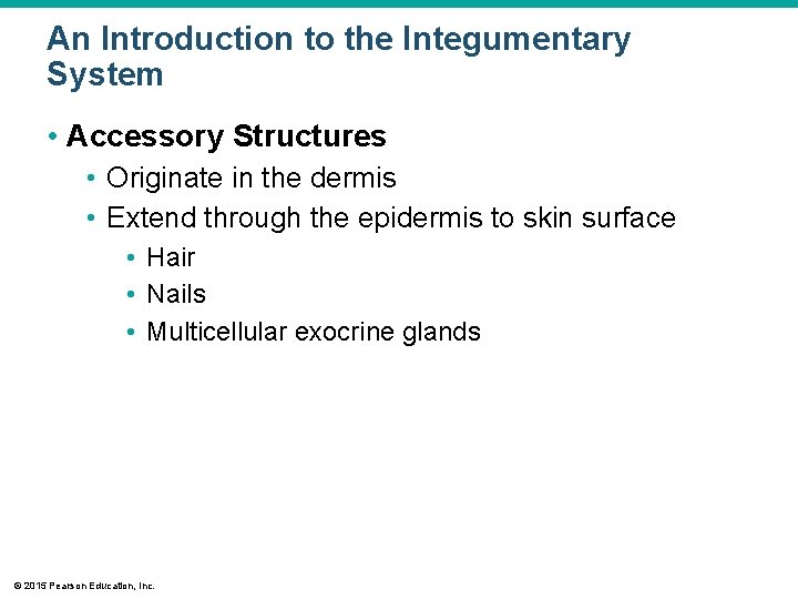 An Introduction to the Integumentary System • Accessory Structures • Originate in the dermis