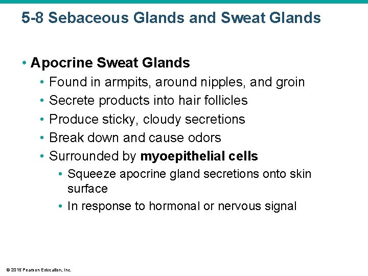 5 -8 Sebaceous Glands and Sweat Glands • Apocrine Sweat Glands • • •