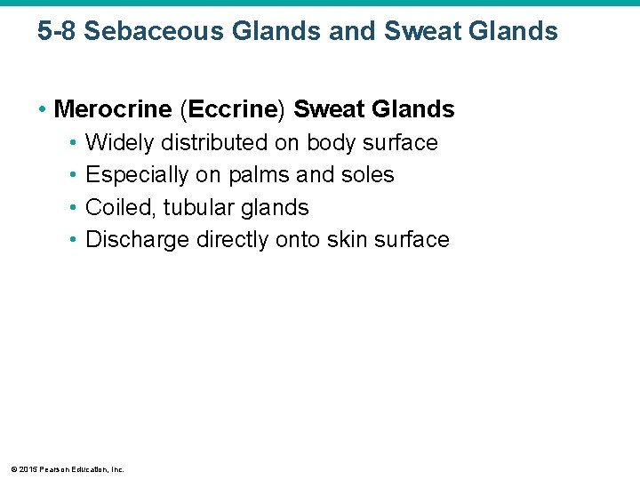 5 -8 Sebaceous Glands and Sweat Glands • Merocrine (Eccrine) Sweat Glands • •