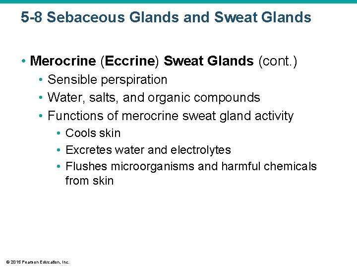 5 -8 Sebaceous Glands and Sweat Glands • Merocrine (Eccrine) Sweat Glands (cont. )