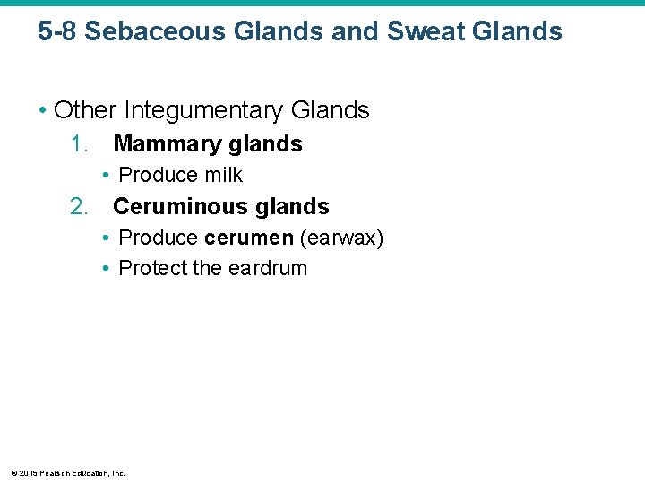 5 -8 Sebaceous Glands and Sweat Glands • Other Integumentary Glands 1. Mammary glands