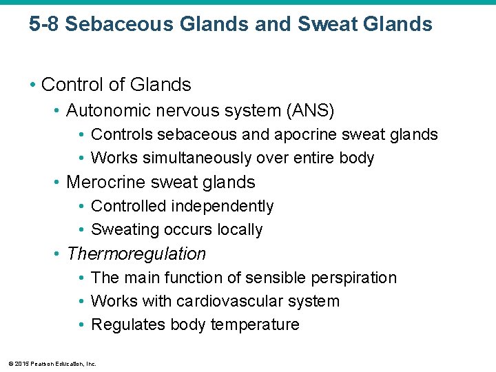 5 -8 Sebaceous Glands and Sweat Glands • Control of Glands • Autonomic nervous