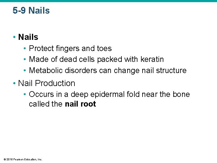 5 -9 Nails • Protect fingers and toes • Made of dead cells packed