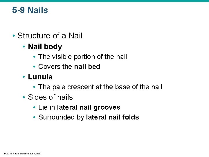 5 -9 Nails • Structure of a Nail • Nail body • The visible
