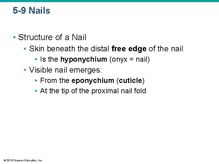 5 -9 Nails • Structure of a Nail • Skin beneath the distal free