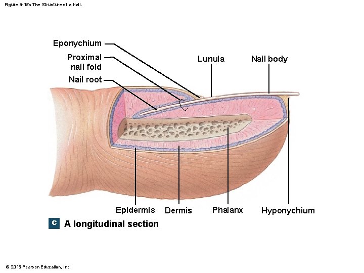 Figure 5 -15 c The Structure of a Nail. Eponychium Proximal nail fold Lunula