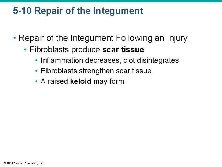 5 -10 Repair of the Integument • Repair of the Integument Following an Injury