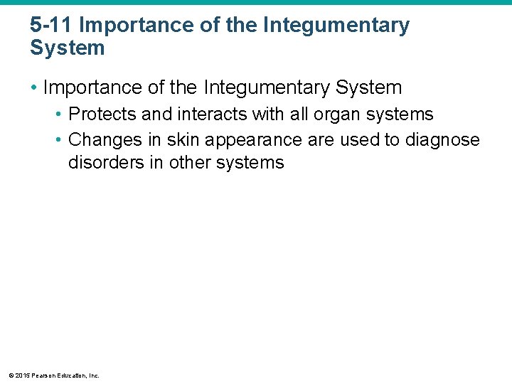 5 -11 Importance of the Integumentary System • Protects and interacts with all organ