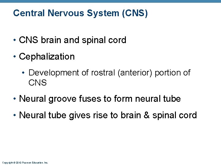 Central Nervous System (CNS) • CNS brain and spinal cord • Cephalization • Development