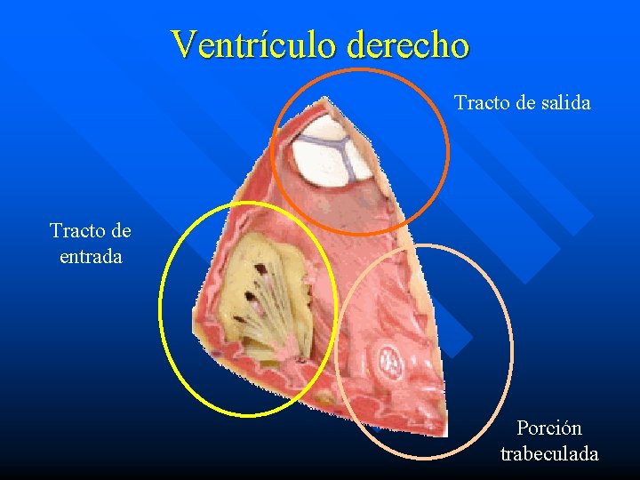 Ventrículo derecho Tracto de salida Tracto de entrada Porción trabeculada 