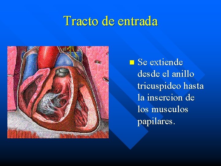 Tracto de entrada n Se extiende desde el anillo tricuspideo hasta la insercion de