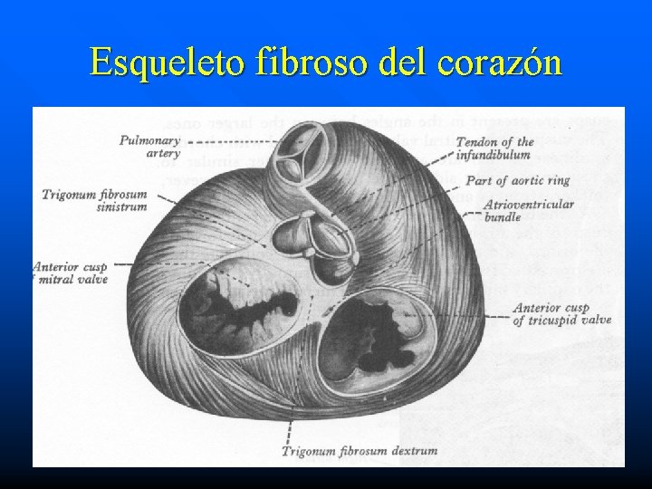 Esqueleto fibroso del corazón 