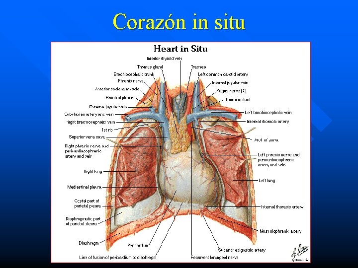 Corazón in situ 