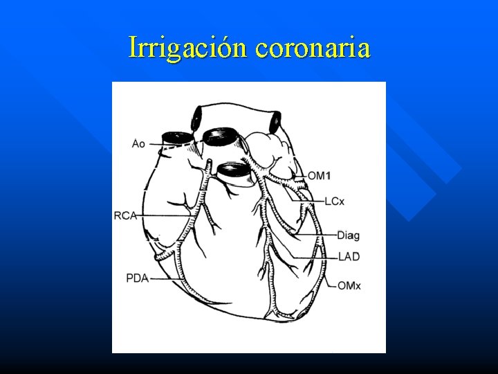 Irrigación coronaria 