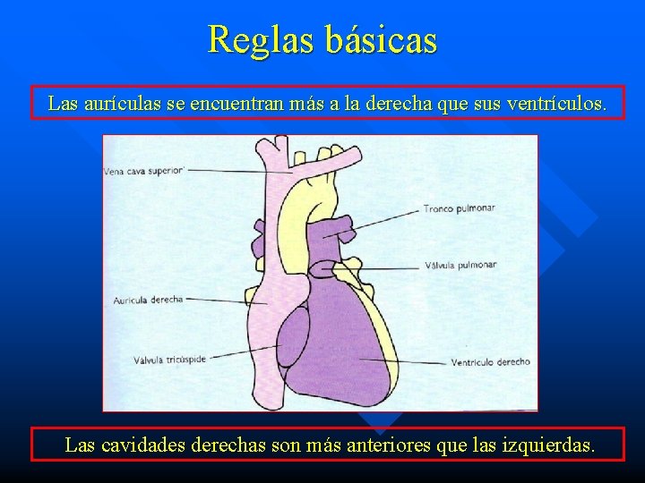 Reglas básicas Las aurículas se encuentran más a la derecha que sus ventrículos. Las