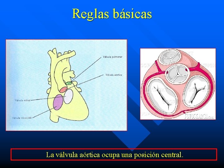 Reglas básicas La válvula aórtica ocupa una posición central. 