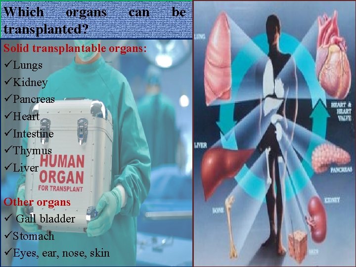 Which organs transplanted? can Solid transplantable organs: üLungs üKidney üPancreas üHeart üIntestine üThymus üLiver