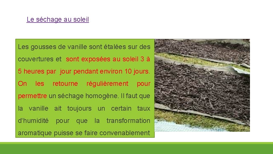 Le séchage au soleil Les. gousses de vanille sont étalées sur des couvertures et