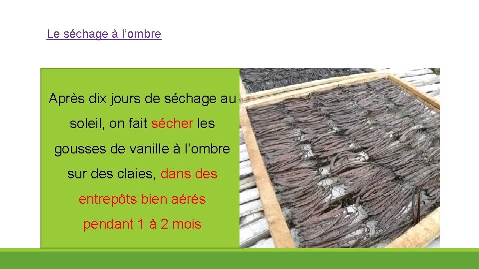 Le séchage à l’ombre . Après dix jours de séchage au soleil, on fait
