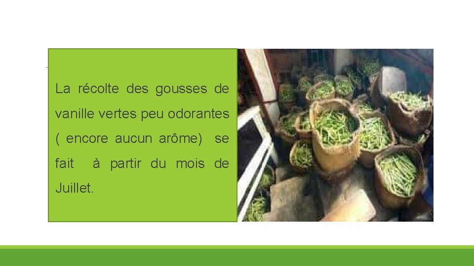 La récolte des gousses de vanille vertes peu odorantes ( encore aucun arôme) se