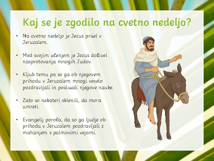 Kaj se je zgodilo na cvetno nedeljo? • Na cvetno nedeljo je Jezus prišel