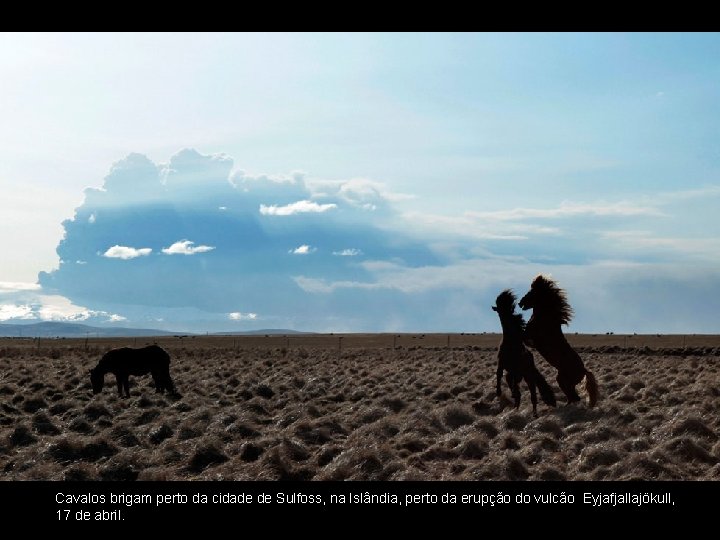 Cavalos brigam perto da cidade de Sulfoss, na Islândia, perto da erupção do vulcão