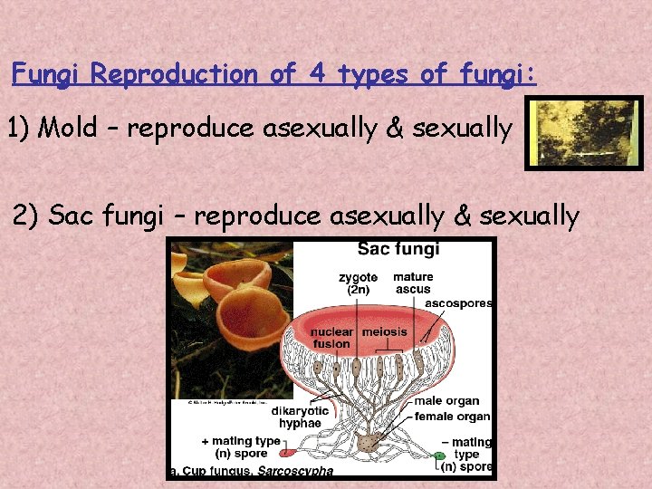 Fungi Reproduction of 4 types of fungi: 1) Mold – reproduce asexually & sexually