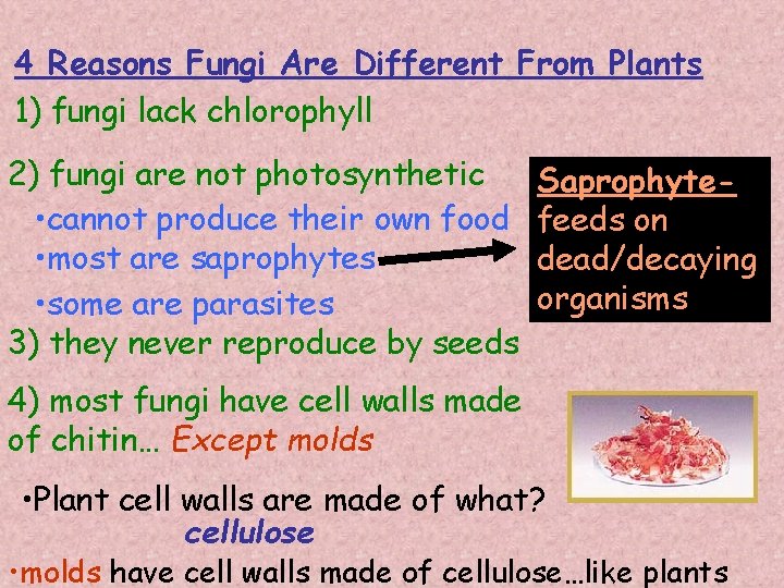 4 Reasons Fungi Are Different From Plants 1) fungi lack chlorophyll 2) fungi are