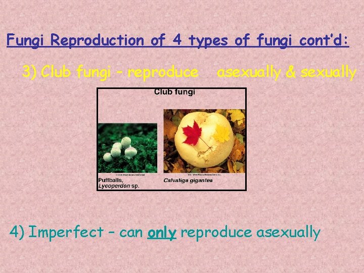 Fungi Reproduction of 4 types of fungi cont’d: 3) Club fungi – reproduce asexually