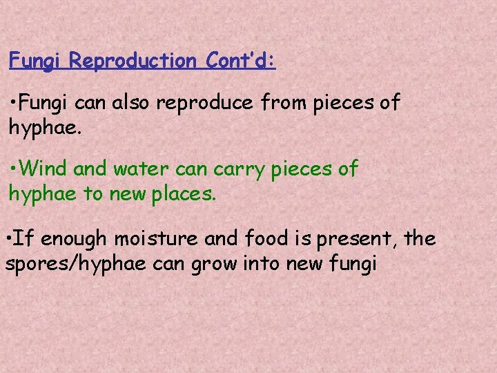 Fungi Reproduction Cont’d: • Fungi can also reproduce from pieces of hyphae. • Wind