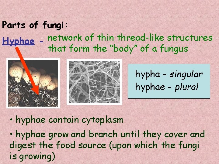 Parts of fungi: Hyphae - network of thin thread-like structures that form the “body”
