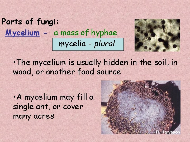 Parts of fungi: Mycelium - a mass of hyphae mycelia - plural • The