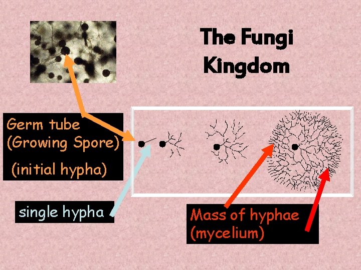 The Fungi Kingdom Germ tube (Growing Spore) (initial hypha) single hypha Mass of hyphae