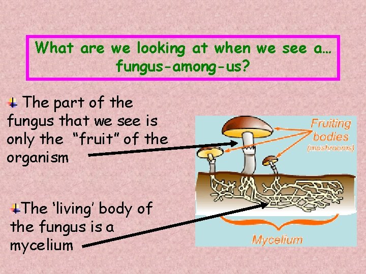 What are we looking at when we see a… fungus-among-us? The part of the